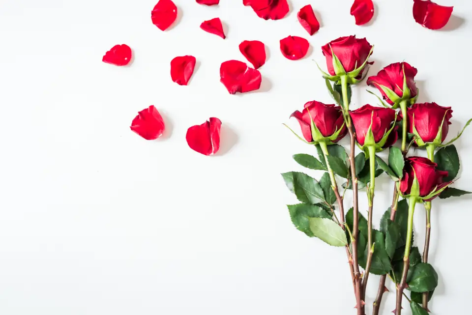 گل تازه، برای همین امروز